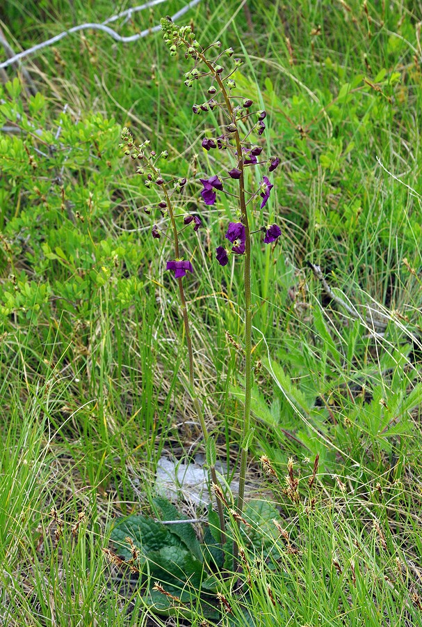 Image of Verbascum phoeniceum specimen.
