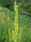 Verbascum nigrum. Соцветие. Ярославская обл., Переславский р-н, с. Елизарово, берег р. Шаха. 09.07.2011.