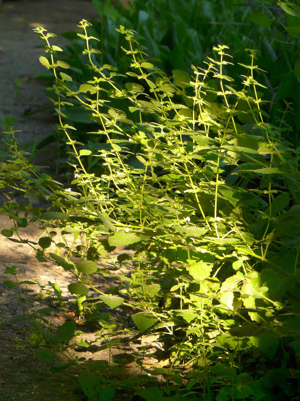 Image of Melissa officinalis specimen.