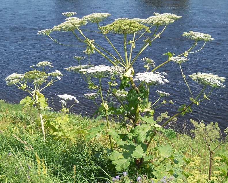 Изображение особи Heracleum sosnowskyi.