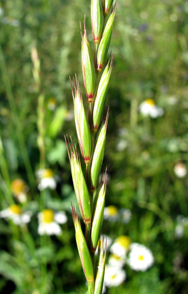 Изображение особи Elytrigia repens.