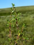 Thymus glabricaulis. Верхушки побегов. Полярный Урал, долина Левого Кечпеля. 21.07.2011.