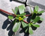 Portulaca oleracea. Верхушка цветущего побега. Астрахань, уложенная плиткой пешеходная дорожка. 25.08.2009.