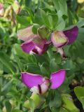 Polygala myrtifolia. Цветки и листья. Испания, Каталония, провинция Girona, Costa Brava, Blanes, ботанический сад \"Marimurtra\", в культуре. 27 октября 2008 г.