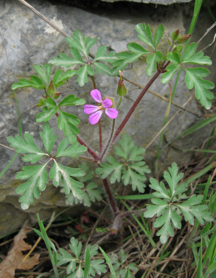 Image of Geranium purpureum specimen.