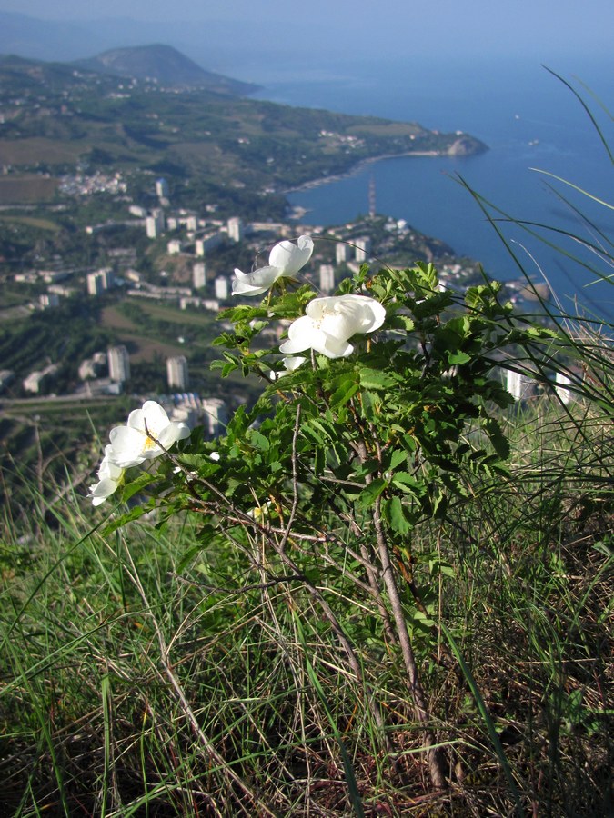 Изображение особи Rosa spinosissima.