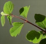 Symphoricarpos × chenaultii. Листья изменёной формы (на затенёной стороне куста). Германия, г. Кемпен, в озеленении прогулочной зоны. 12.05.2012.