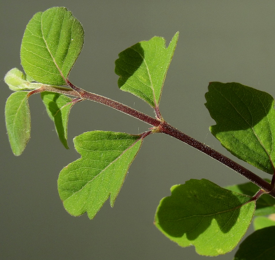 Image of Symphoricarpos × chenaultii specimen.