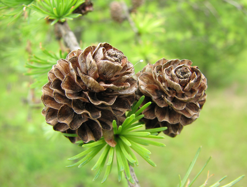 Image of Larix kaempferi specimen.