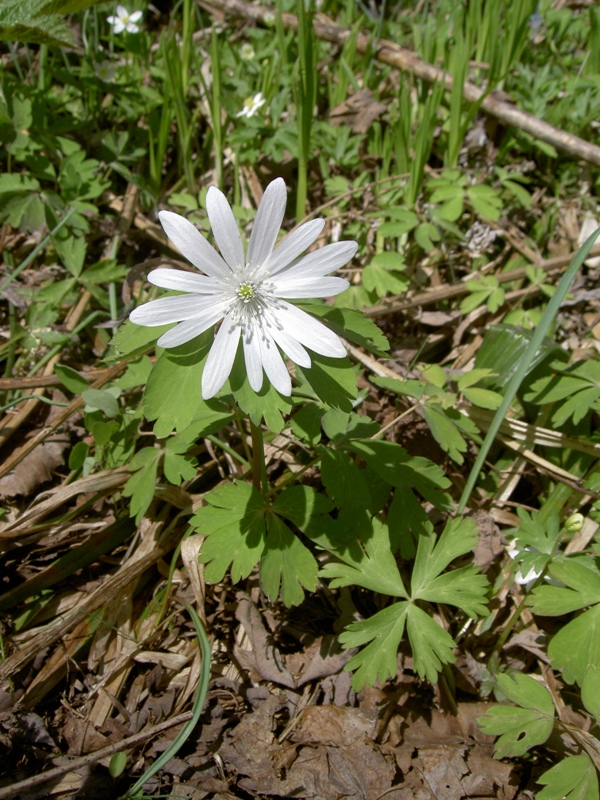 Изображение особи Anemone raddeana.