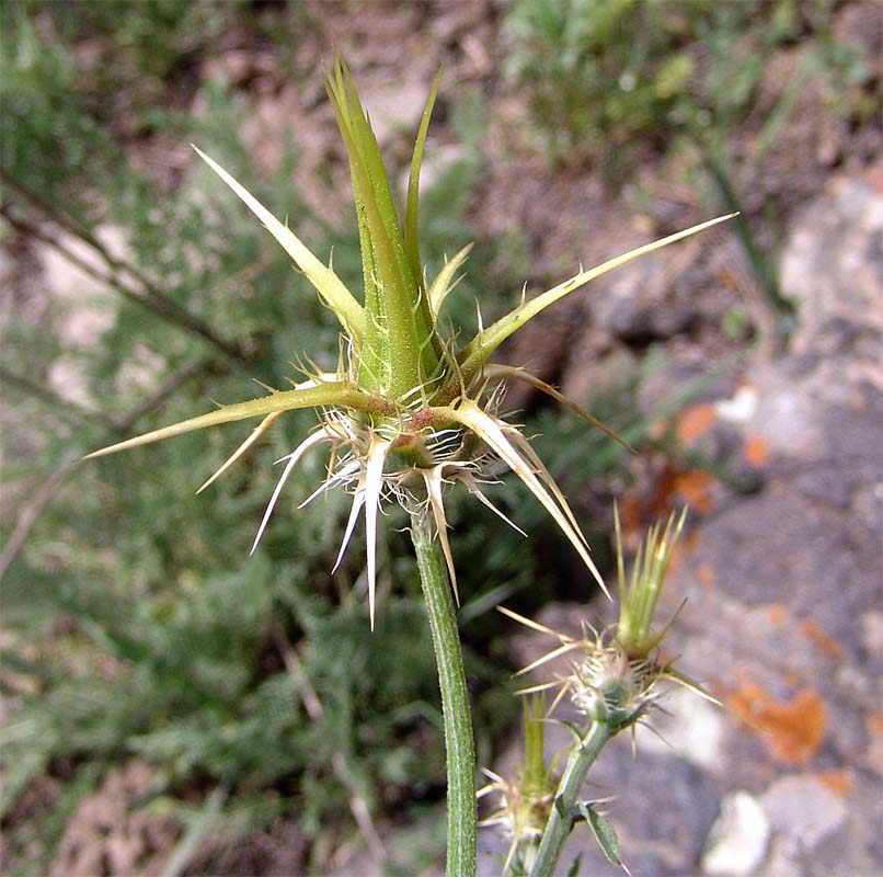 Image of Centaurea sosnovskyi specimen.