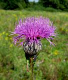 Serratula coronata