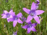 Campanula patula