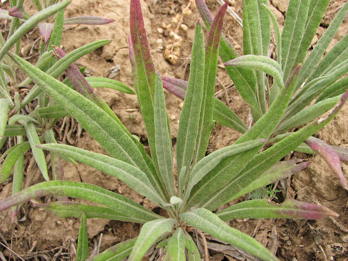 Image of Jurinea multiflora specimen.