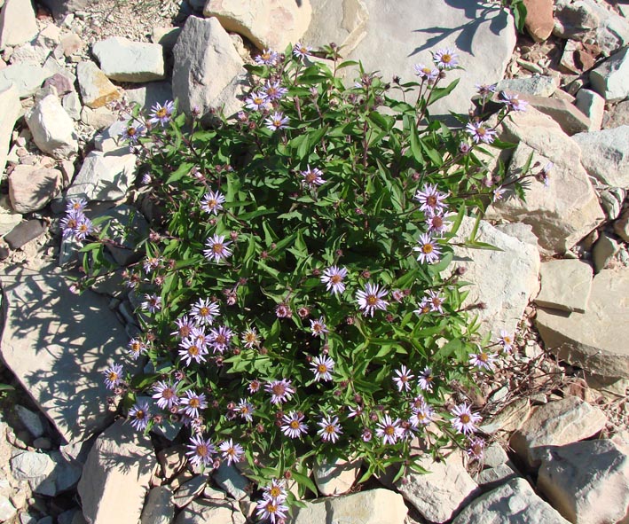 Image of Aster sibiricus specimen.
