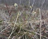 Eriophorum vaginatum