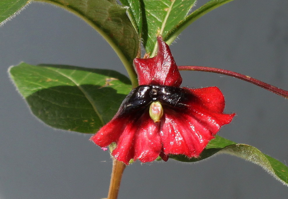 Image of Lonicera involucrata var. ledebourii specimen.