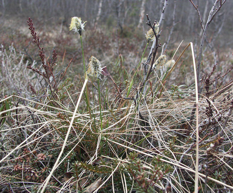 Image of Eriophorum vaginatum specimen.