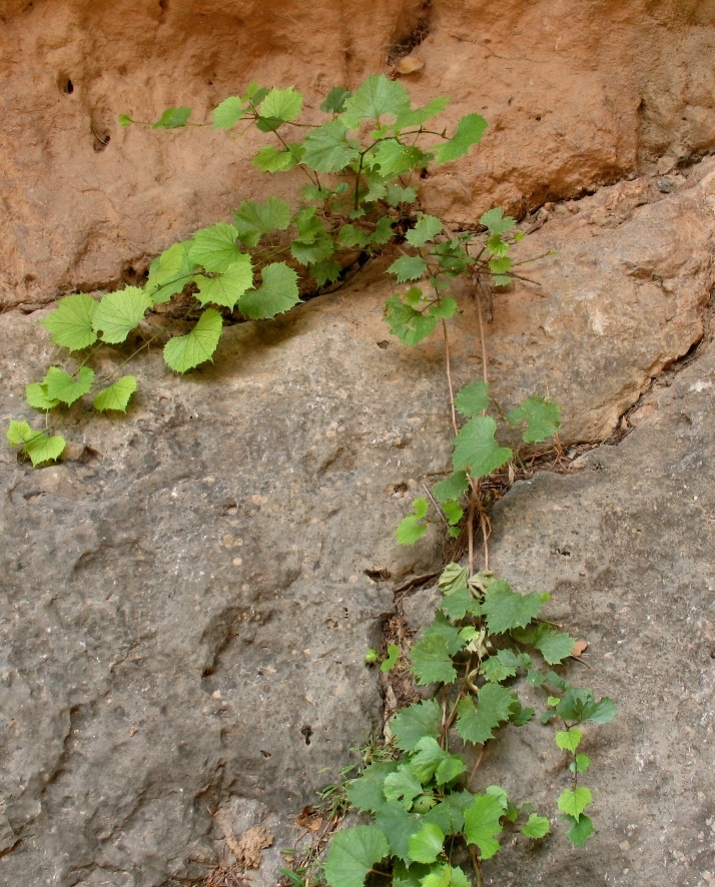 Image of Ampelopsis aegirophylla specimen.