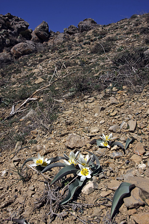 Изображение особи Tulipa turkestanica.