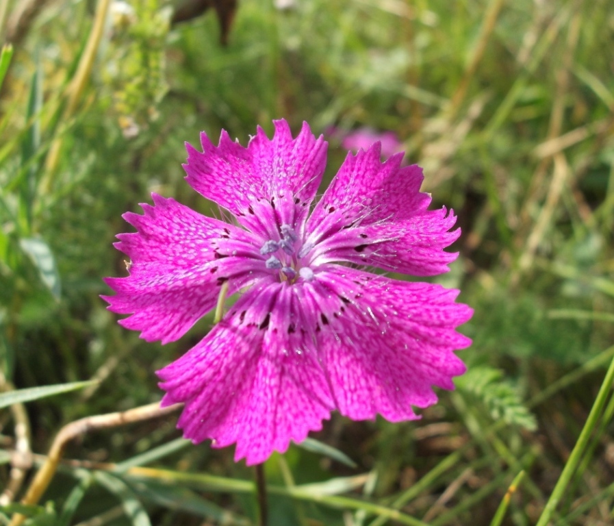 Image of Dianthus fischeri specimen.