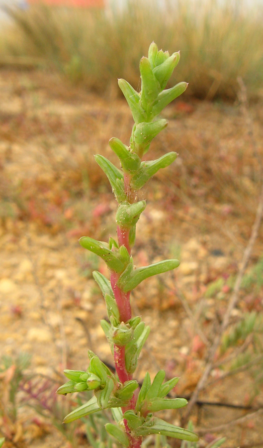 Image of Salsola soda specimen.