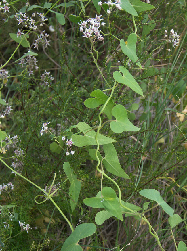 Image of Cynanchum acutum specimen.