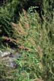 Chenopodium opulifolium