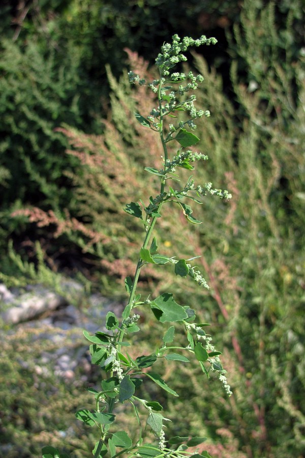 Изображение особи Chenopodium opulifolium.