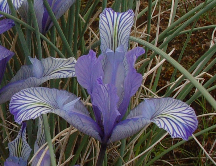 Image of Iris tenuifolia specimen.