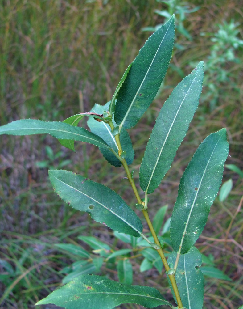 Image of Salix triandra specimen.