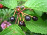 Cerasus sachalinensis. Зрелые плоды. Сахалин, г. Южно-Сахалинск. Июль 2012 г.