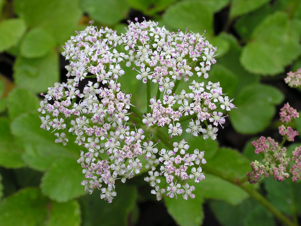 Изображение особи Ligusticum scoticum.