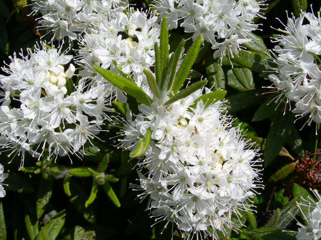 Image of Ledum hypoleucum specimen.