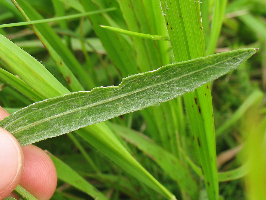 Image of Centaurea pannonica specimen.