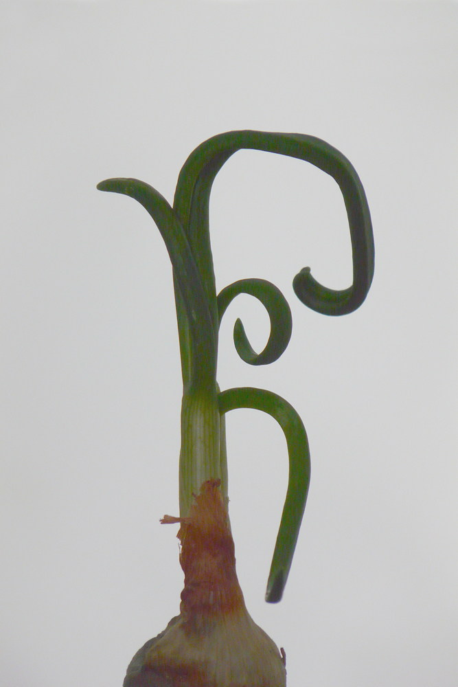Image of Allium cepa specimen.