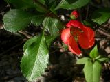 Chaenomeles japonica