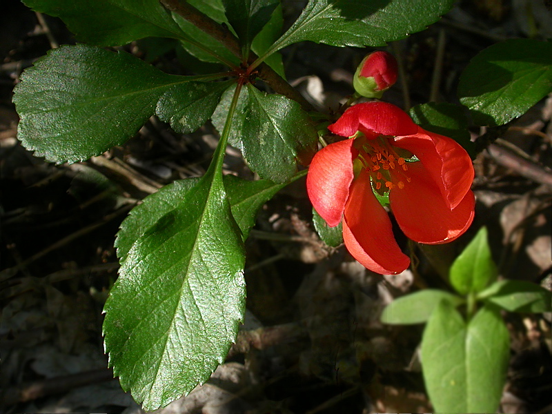 Image of Chaenomeles japonica specimen.