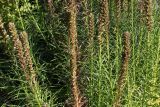 Liatris spicata разновидность montana. Соцветия. Германия, г. Krefeld, ботанический сад. 16.09.2012.