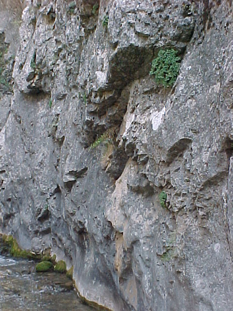 Image of Tylosperma lignosa specimen.