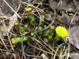 Tussilago farfara