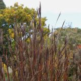 Andropogon gerardii