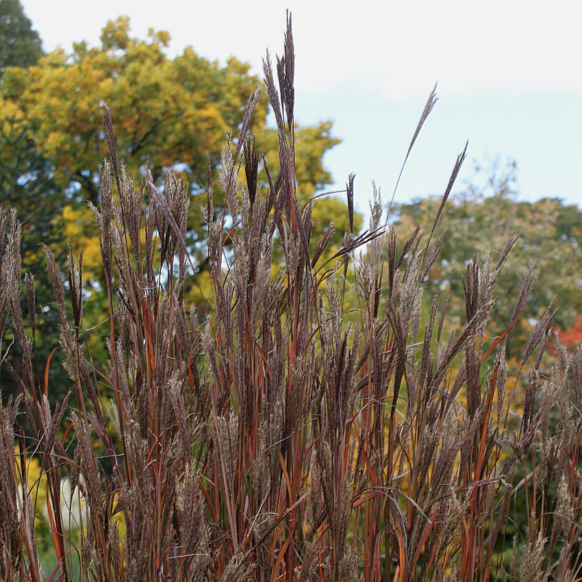Image of Andropogon gerardii specimen.