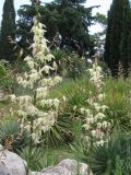 род Yucca