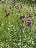 Centaurea adpressa