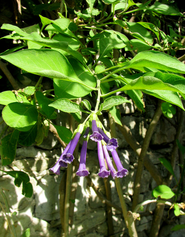 Image of Iochroma cyaneum specimen.