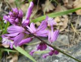 Polygala major