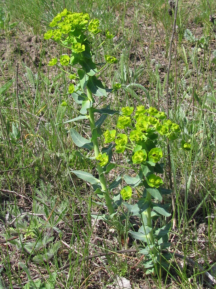 Изображение особи Euphorbia agraria.