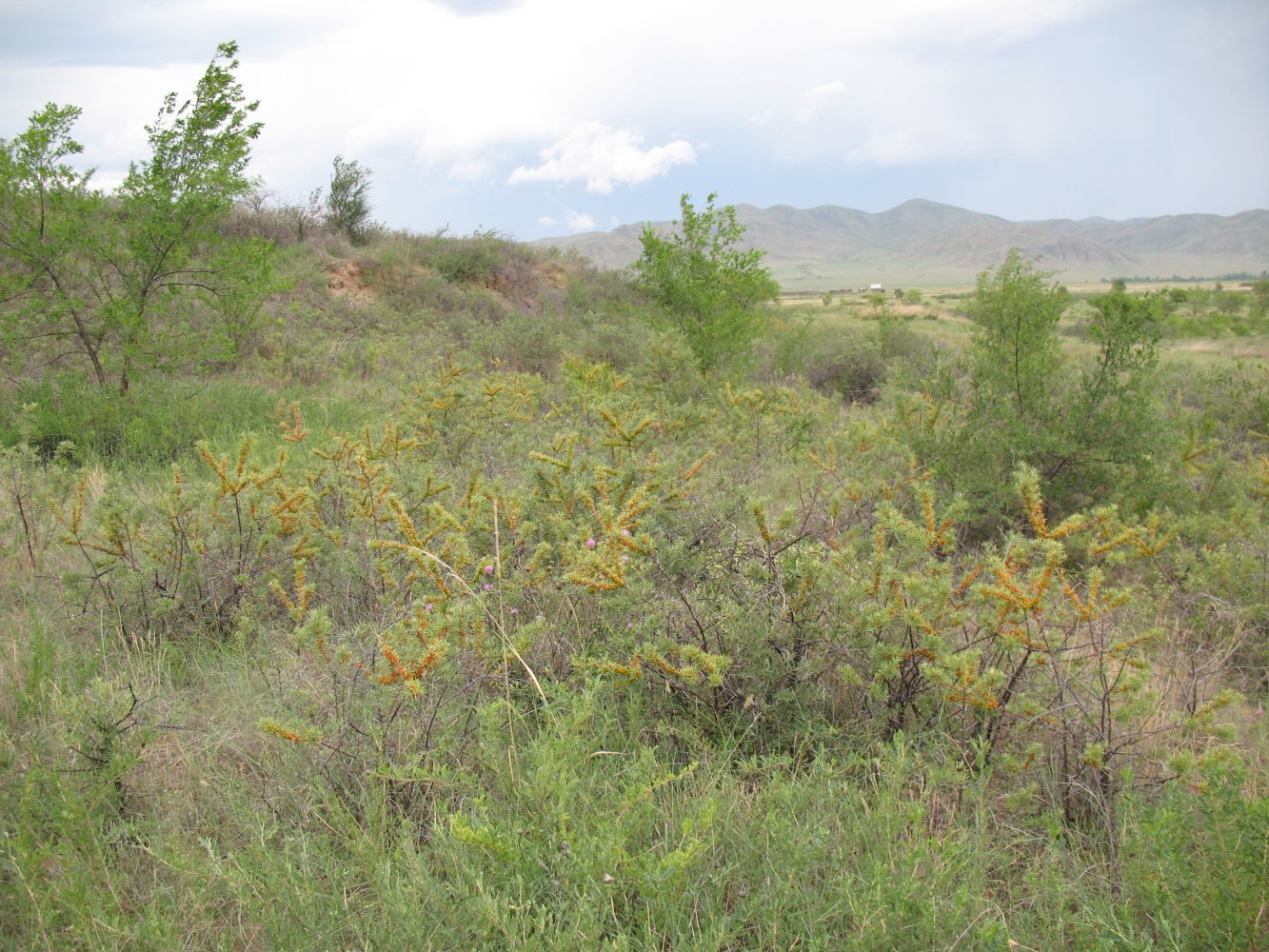 Image of Hippophae rhamnoides specimen.