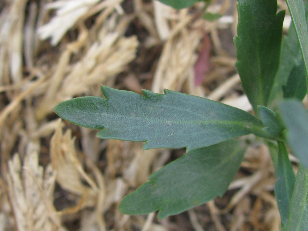 Image of Lepidium densiflorum specimen.